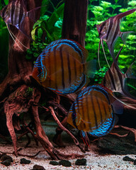 Green Discus and Altum Angelfish