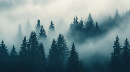 fog in the forest
