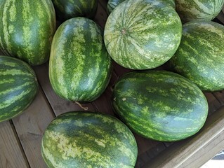 A large bunch of stripped watermelon just picked and ready to take home and eat for a delicious summer treat. Nothing says summer like watermelon.
