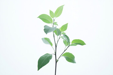 Fototapeta premium A close up of a plant with green leaves in a garden