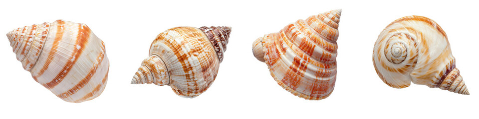 An assortment of colorful and intricately patterned seashells collected from a tropical beach showcasing the diverse beauty and variety found in the ocean