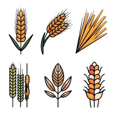 Illustration of various types of wheat and grain stalks