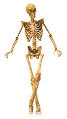 3D Rendering Human Skeleton on White