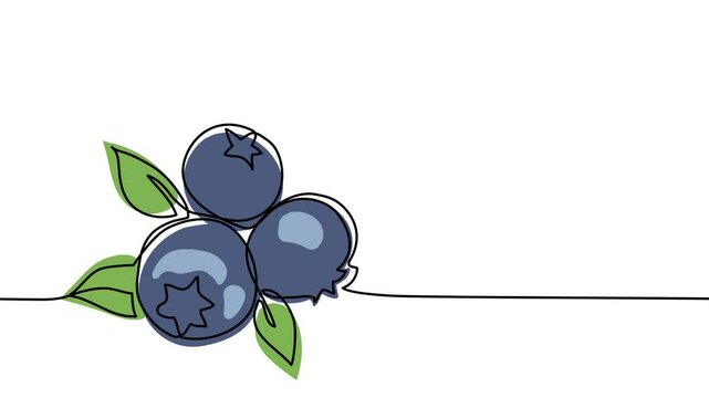 Blueberry single line animated illustration. One continuous self drawing line animation, footage with blueberry