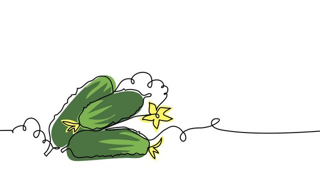 Cucumbers single line animated illustration. One continuous self drawing line animation, footage with cucumbers