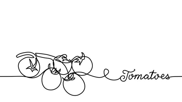 Cherry tomatoes branch single line animated illustration. One continuous self drawing line animation, footage with lettering tomatoes