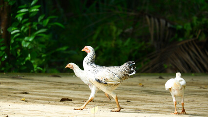 a group of white native chickens are sunbathing