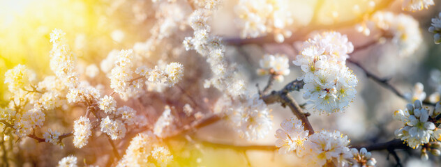 Blossoming branch of cherry on a background of the sun