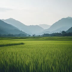 Obraz premium Serene Landscape of Lush Green Rice Fields with Mountain Backdrop