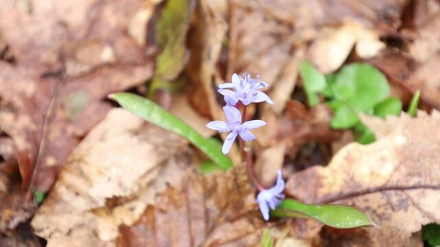 Delicate white flowers of the two-leaved squill (Scilla bifolia) bloom among fallen leaves in a spring forest.