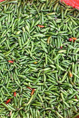 green chilli peppers texture background. Top view.