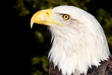 A bald eagle with a yellow beak and yellow eyes