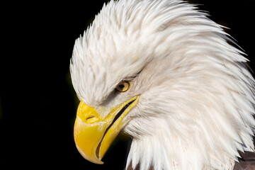 A close up of an eagle's head with yellow beak and yellow eyes