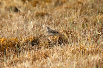 Bergpiper im Moorgras
