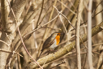Rotkehlchen im Frühling auf dem Ast