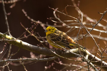 Goldammerim Baum im Frühling