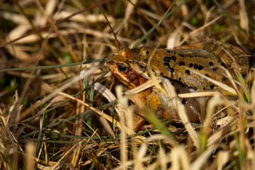 Grasfrosch bei der Paarung im Gras