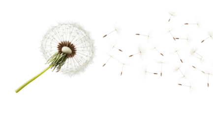 Dandelion flower seeds flying in the wind isolated on a white background	