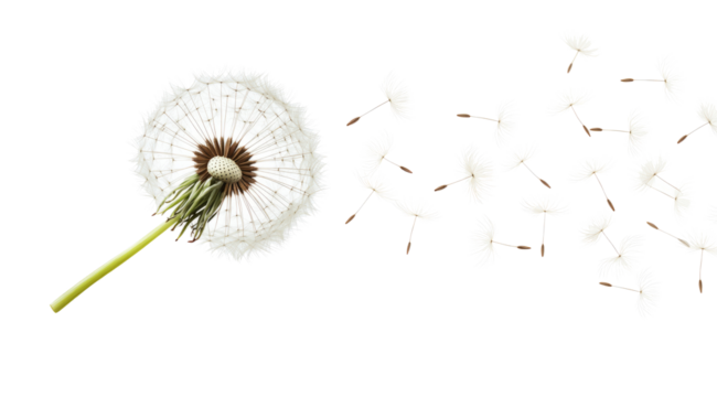 Dandelion flower seeds flying in the wind isolated on a white background	