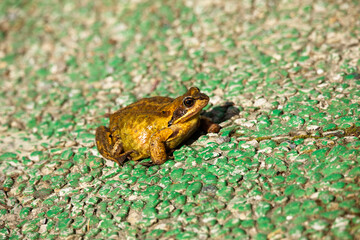 Grasfrosch auf Frühjahrs wanderung