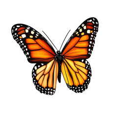 Obraz premium butterfly on transparent background