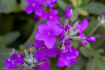 Fototapeta premium Purple flower in the garden. Scientific name; Matthiola incana