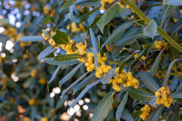 Obraz premium Green fresh daphne tree leaves and daphne flower