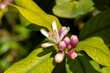 Lemon tree flowers in spring