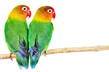 Fototapeta premium Pair of lovebirds