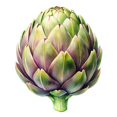 Obraz premium Watercolor Artichoke isolated on transparent background