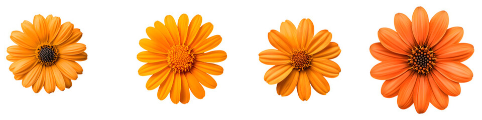 Captivating close up of lush vibrant orange daisy flowers blooming in full display against a clean white background