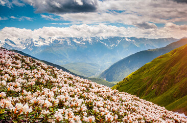 Fototapeta premium Incredible meadows with rhododendron flowers at the foot of Mt. Ushba. Georgia, Europe, Main Caucasus Range.