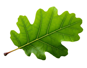 Vibrant green leaf, isolated on white.  Detailed vein structure visible. Perfect for nature, ecology, growth, or spring themes.