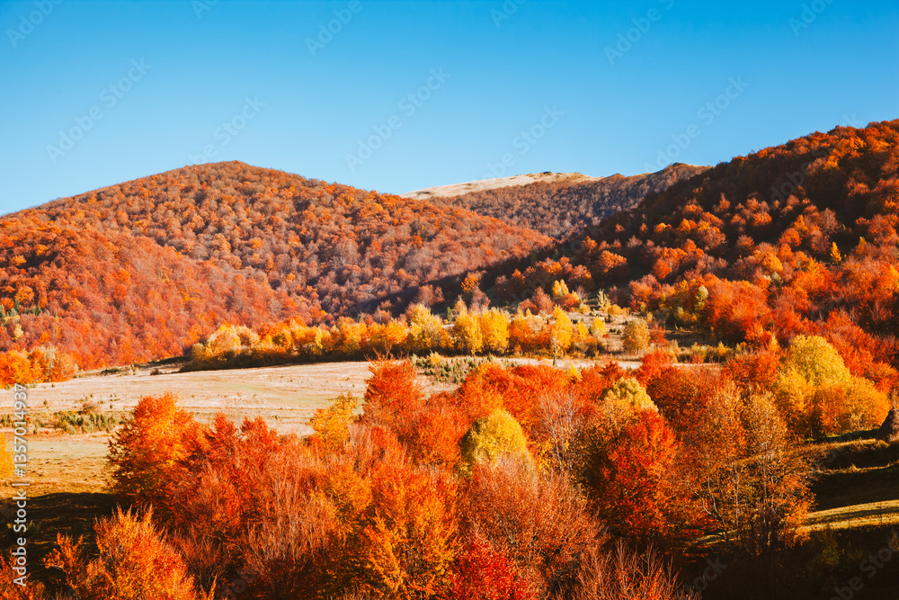 Poster a breathtaking place in the autumn mountains with colorful trees in the warm rays of the sun. carpat