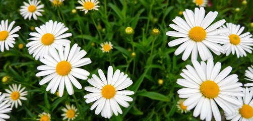 Vibrant white and yellow daisies bloom in a lush green garden, wallpaper, photography
