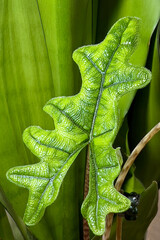 Young Alocasia Jacquelynn unfurls a new, carved, textured leaf against the backdrop of large...