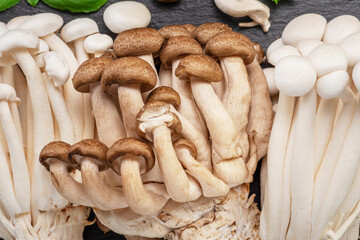 Cluster of hon shimeji edible japanese mushrooms with green herbs on on black background. Close-up.