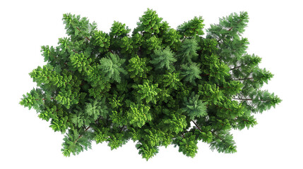 Obraz premium Birds Eye View of Lush Pine Forest Isolated Against a Clean White Background