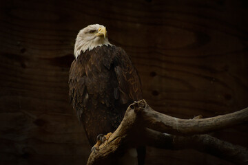 Weißkopfseeadler