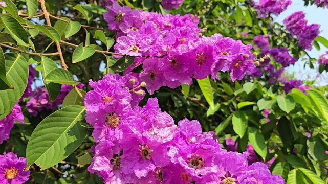 Inflorescence of deep pink Queen's crape myrtle flowers with bright yellow stamens in full bloom in the garden. Inthanin flowers are blooming in thailand,Lagerstroemia speciosa flowers swaying in wind