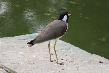 Naklejka premium a bird near a dirty pond