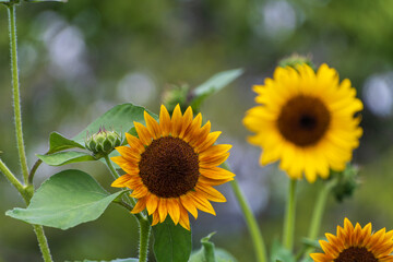 夏に咲く鮮やかなヒマワリ