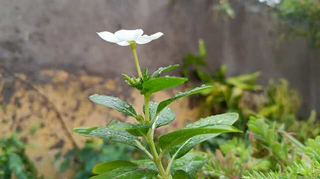 A low-angle close-up shot of a white Madagascar periwinkle (Catharanthus roseus), highlights its beauty against a blurred background. Raindrops on fresh green leaves add a refreshing, calming visual.