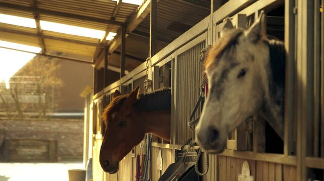 Two Horses Looking Out from Stable Stalls in Beautiful Light