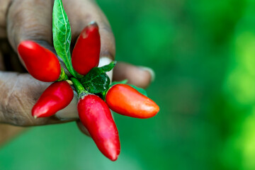 Red chilli, hot pepper, chili. Guntur Chilli Highly pungent