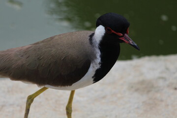 close of a bird near pond