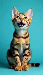 Playful ocicat with black spots on blue background, ocicat, kitten, black spots
