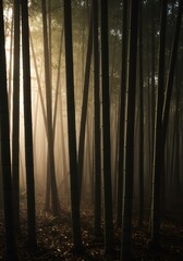 Obraz premium Misty Bamboo Forest Sunrise Golden light filters through tall stalks creating a serene atmosphere. AI Generated