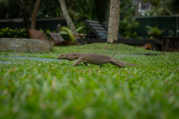 Common Monitor Lizard on grass