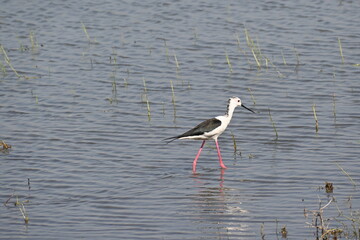 A black winged stilt is seen in the shallow waters of a wetland lake